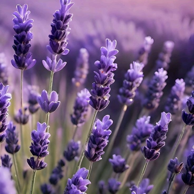 Lavanda